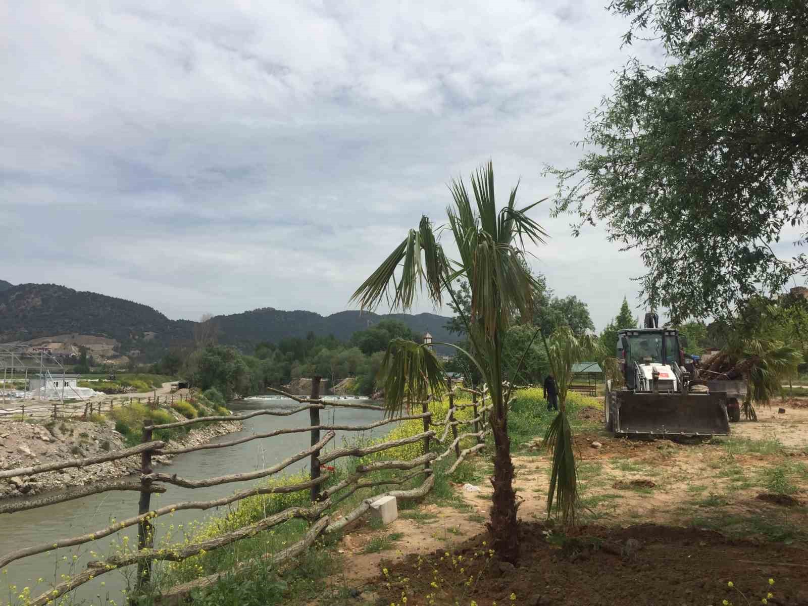 Osmaneli'de Sakarya Nehri kıyısına palmiye ağaçları dikildi.