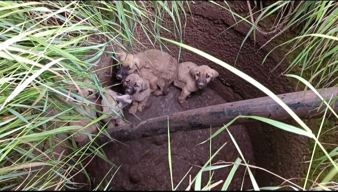 Afyonkarahisar'da Mahsur Kalan 5 Yavru Köpek Kurtarıldı