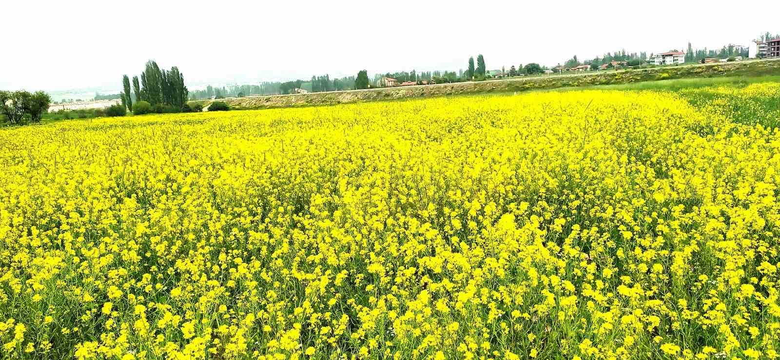 Hisarcık'ta Arpa Tarlasında Yabani Sarı Hardal Otu Görsel Şölen Sunuyor