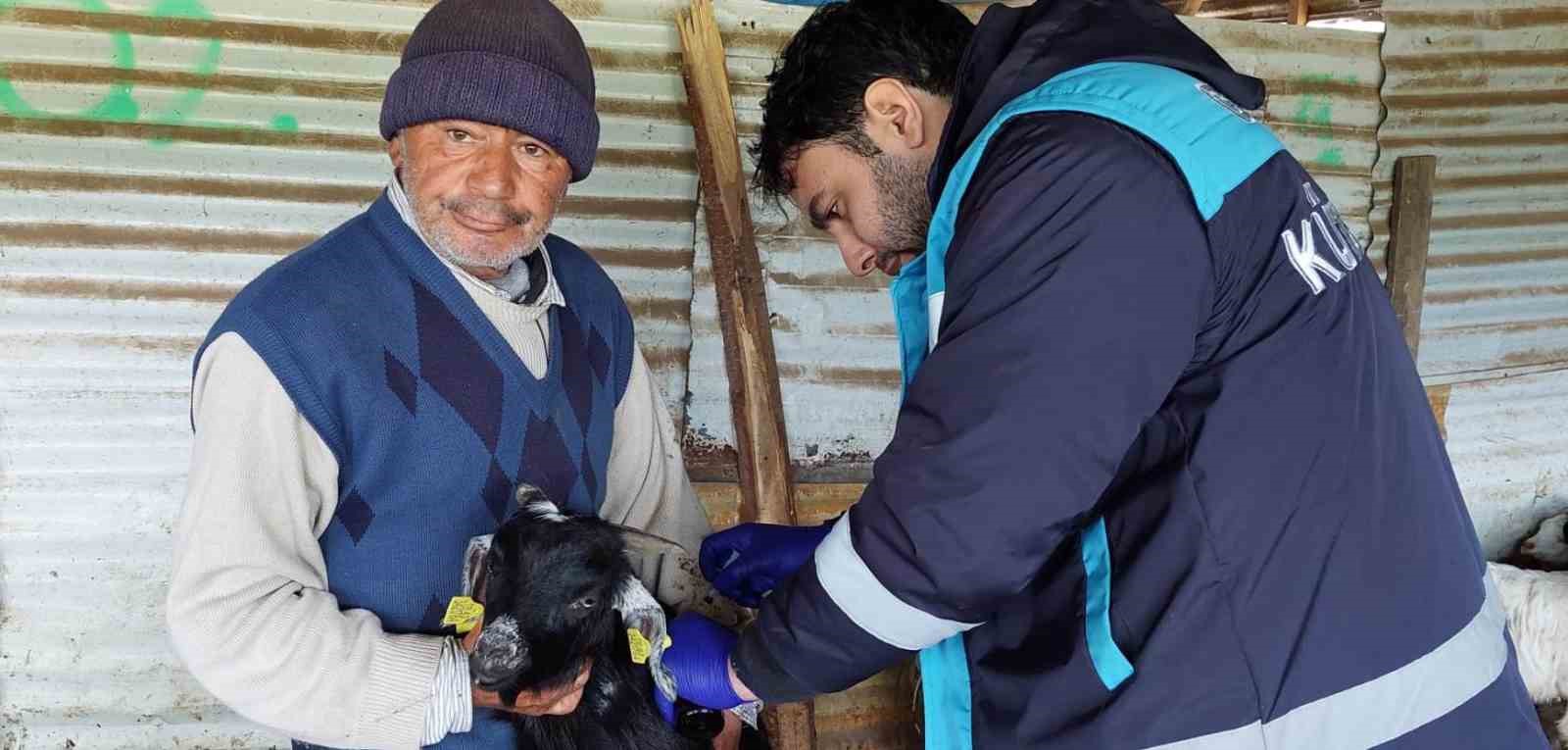 Hisarcık'ta Koyun ve Keçilere Veba Aşılama Çalışmaları Devam Ediyor