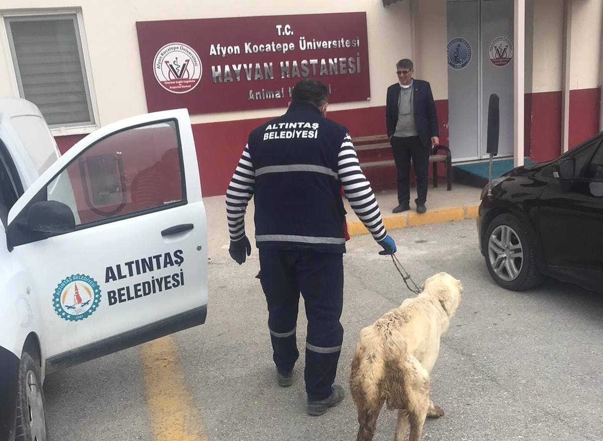 Altıntaş Belediyesi Tedavi Ettiği Yaralı Köpeğin Sahibini Arıyor