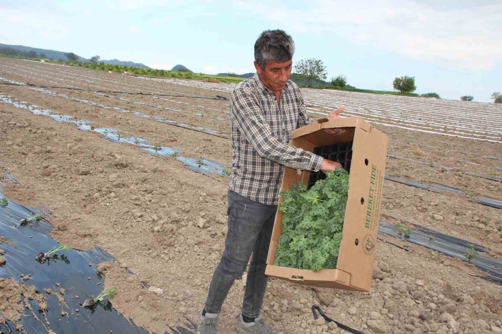 Bilecik çiftçileri, hasat için son fideleri ekti