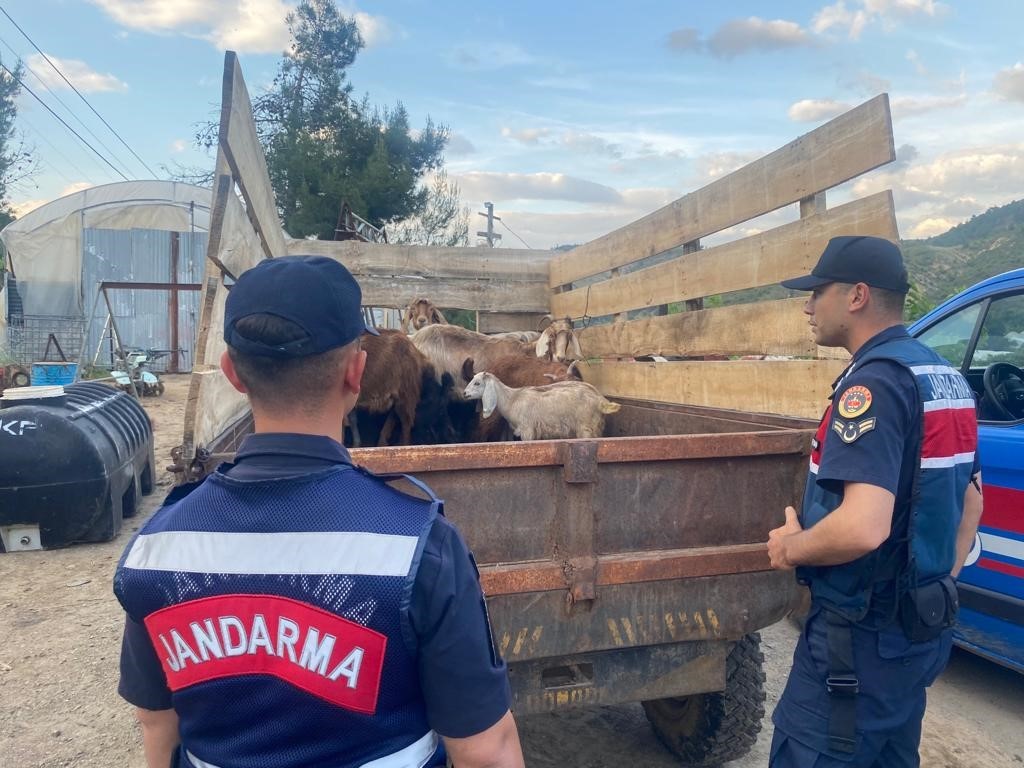 Söğüt'te Kaybolan Hayvanlar Jandarma Tarafından Bulundu