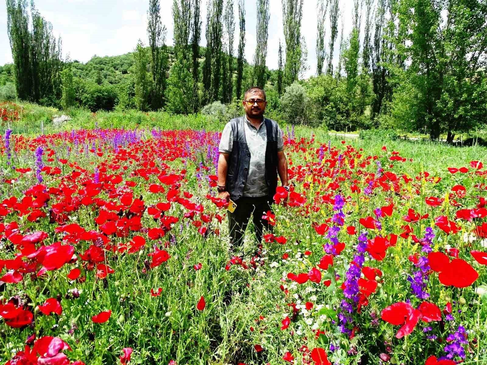 Hisarcık'ta Gelincikler Tarlayı Kırmızıya Bürüdü