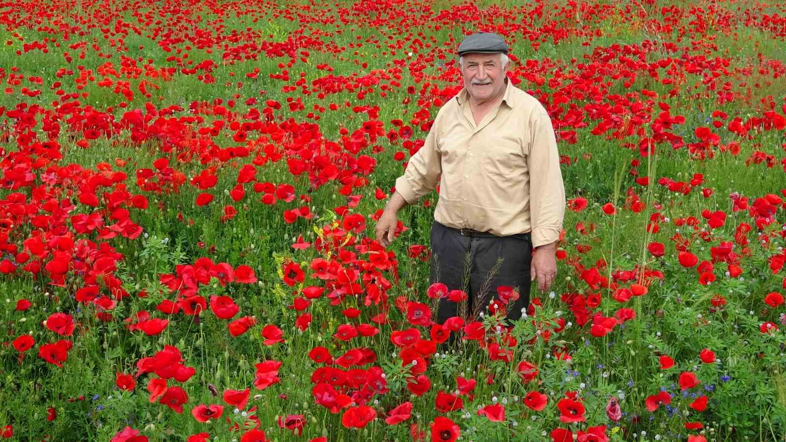 Kütahya'da gelincik çiçekleri doğaseverleri cezbediyor.