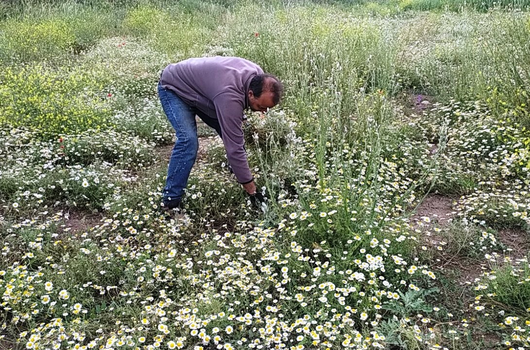 Hisarcık'ta papatya köylülerin geçim kaynağı haline geldi