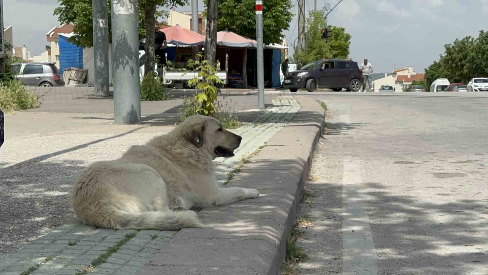 Eskişehir 75. Yıl Mahallesi'nde Tehlikeli Sokak Köpekleri Çevre Sakinlerini Endişelendiriyor