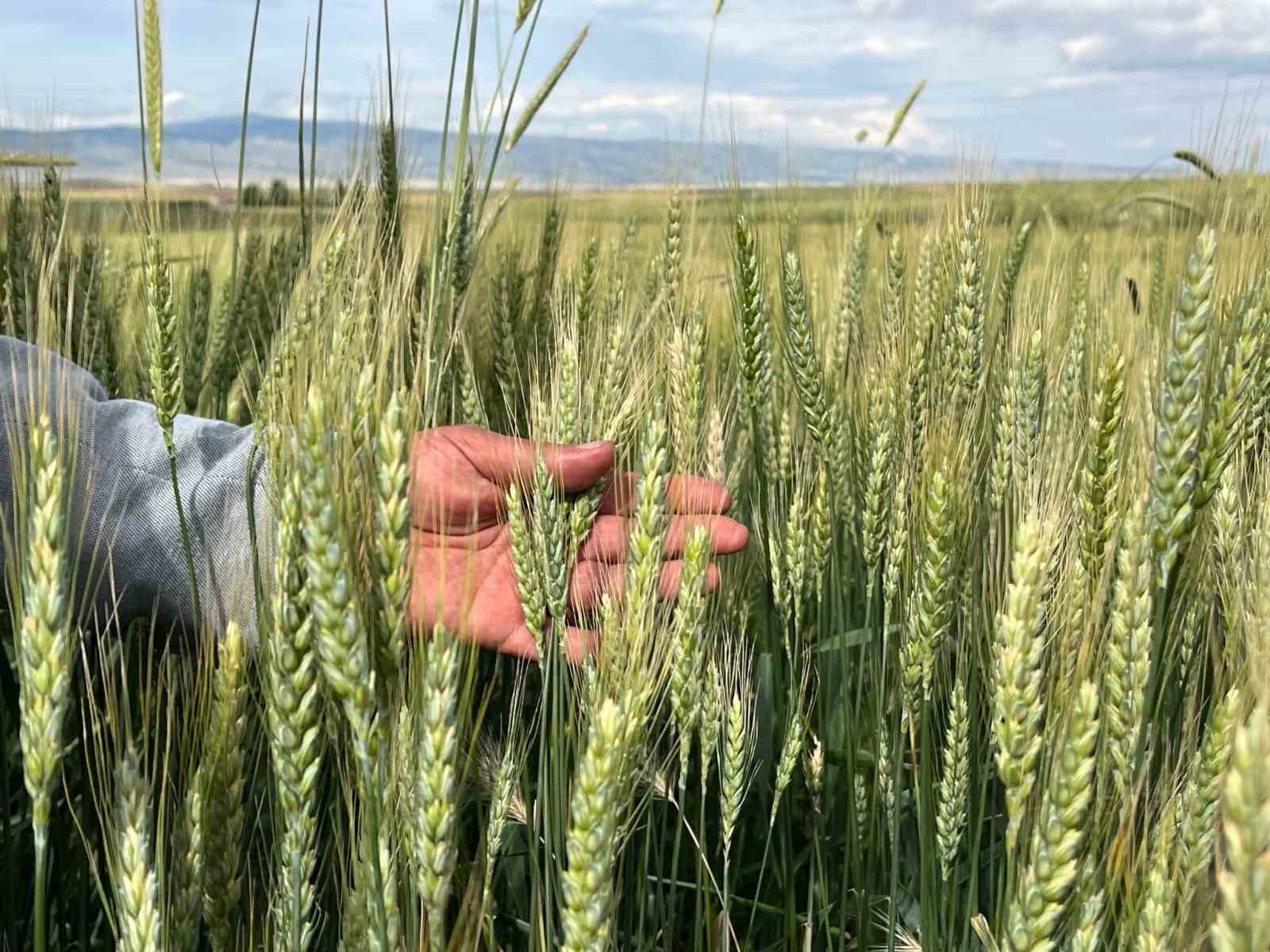 Yağışlar hububatlarda kalite kaybına neden oluyor