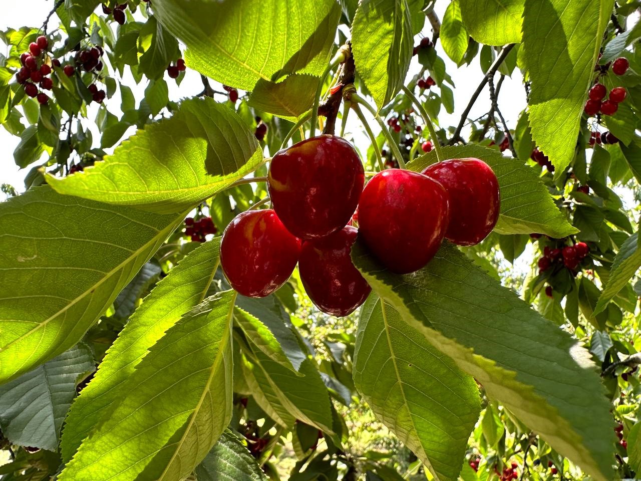 Sultandağı kirazı üreticileri kirazı satmama kararı aldı