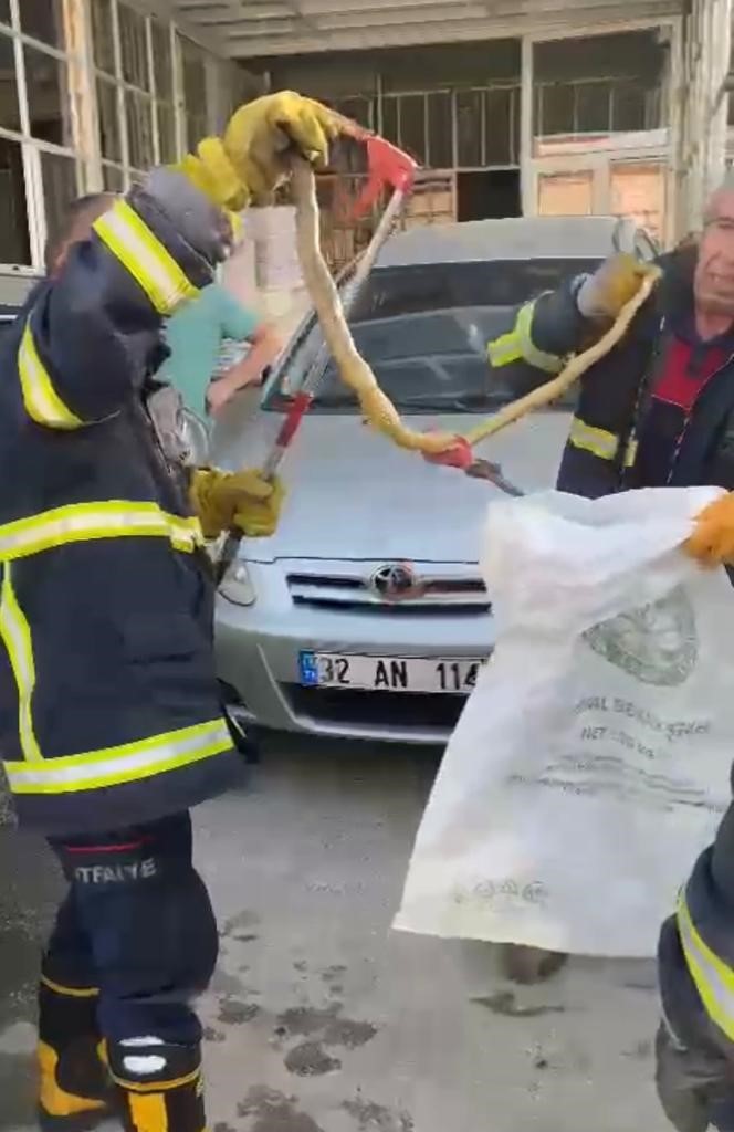 Isparta'da otomobilin bagajından yılan çıkarıldı.