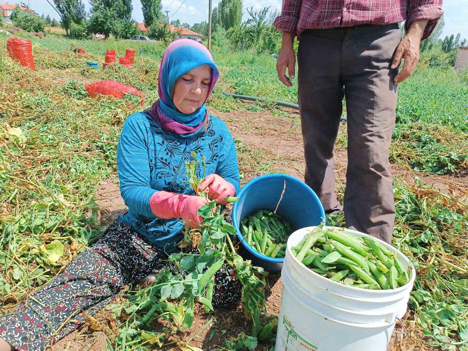 Şuhut'ta Bezelye Hasadı Başladı ve Fiyatlar Düştü