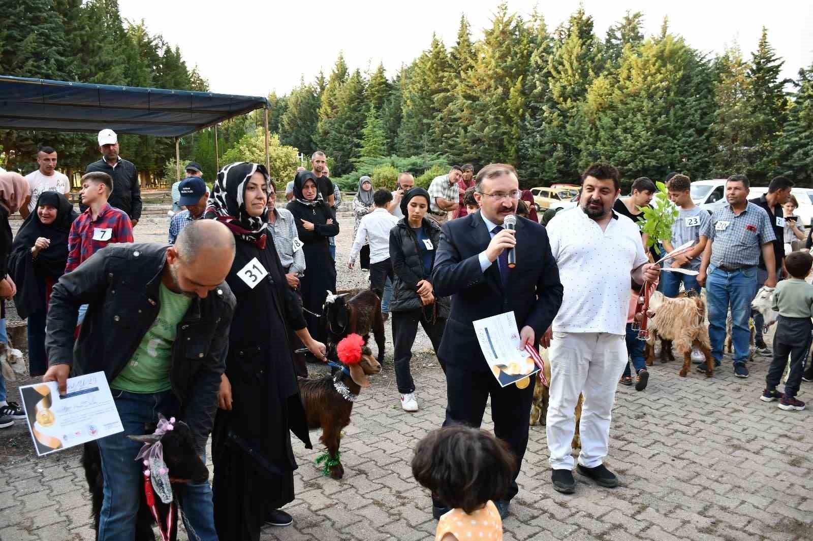 Emet Belediyesi, bin 300 oğlak dağıttı.