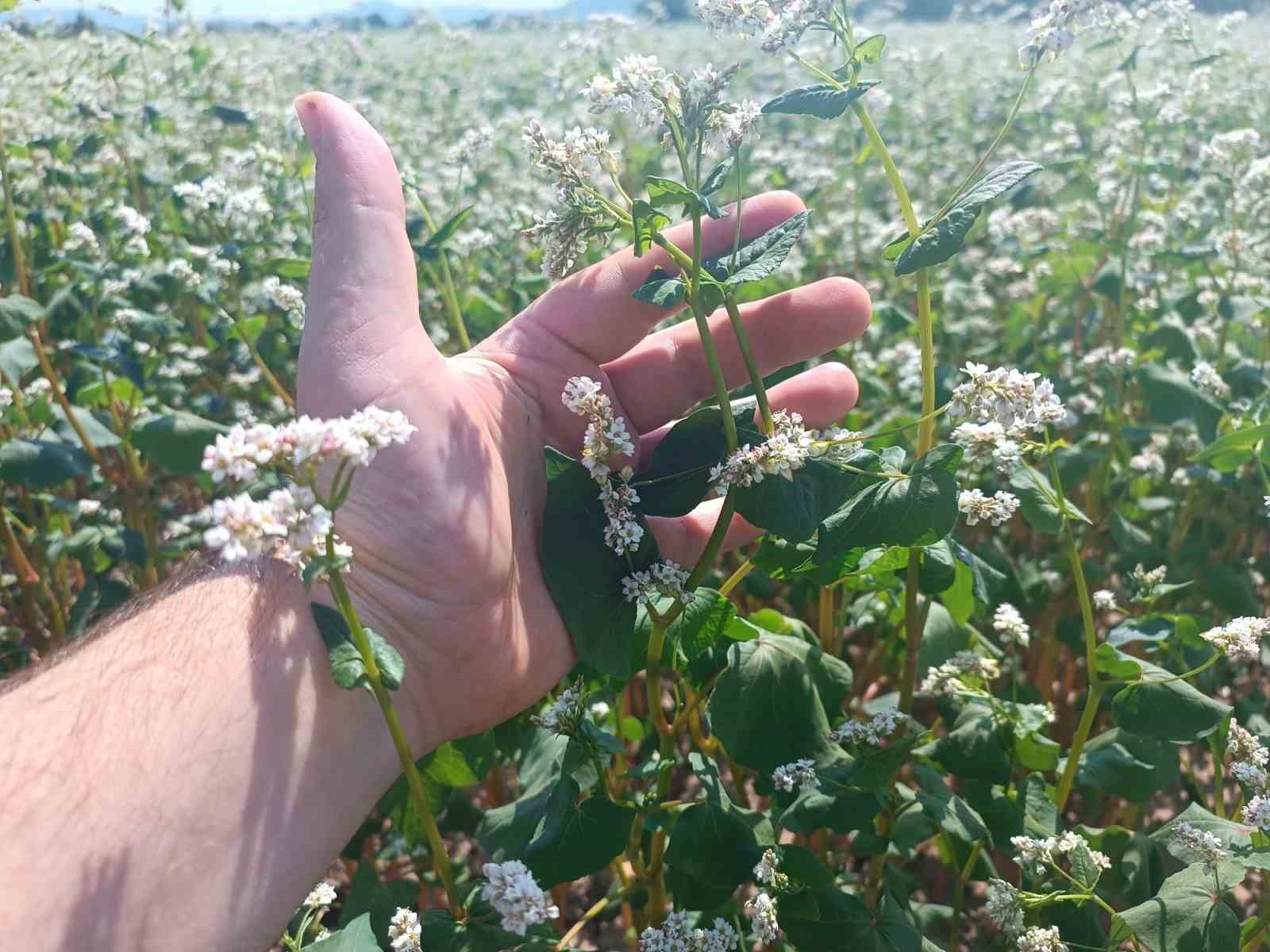 Gölpazarı Belediyesi kendi arazilerine karabuğday ekti