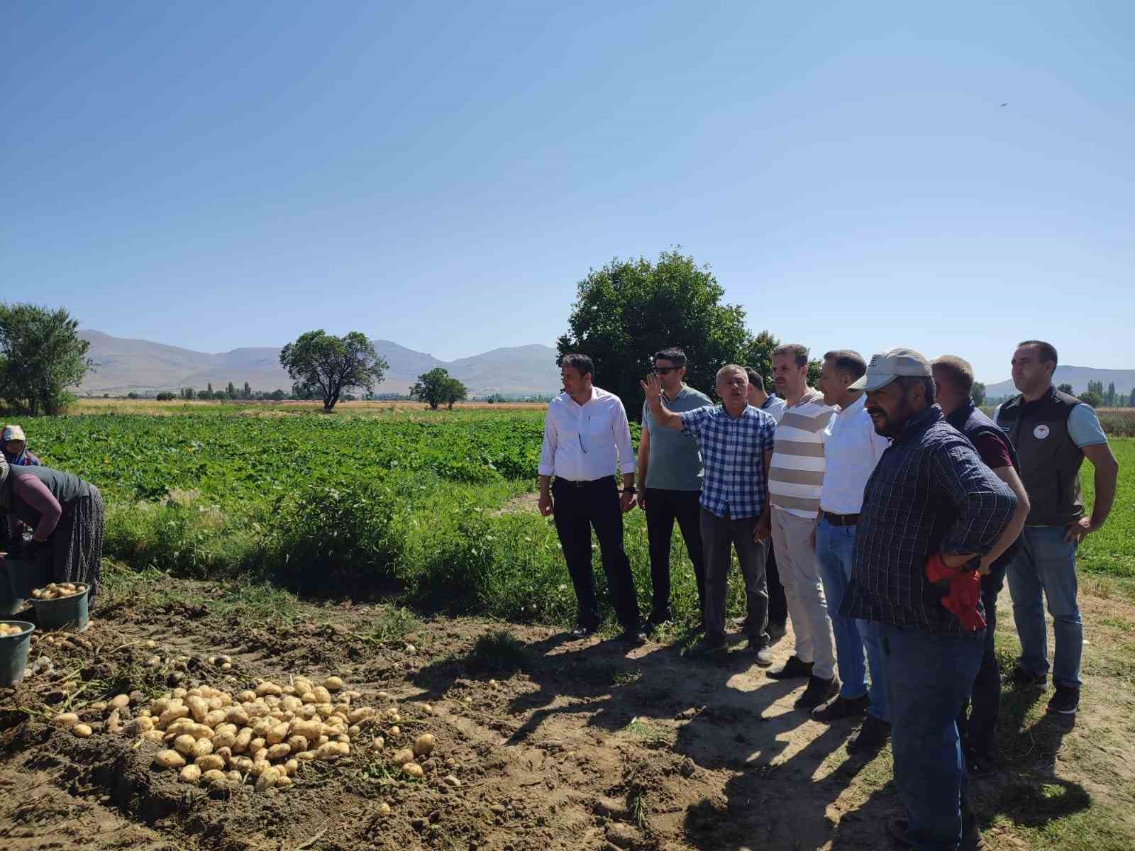 Dinar'da yazlık patateste rekolte kaybı yaşandı