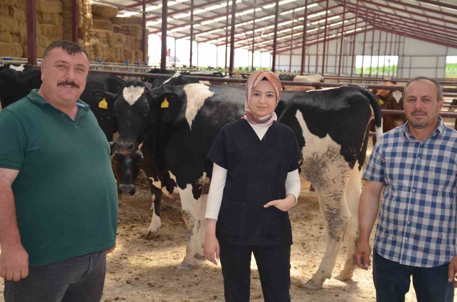 Macaristan'dan getirilen 'A kalite' gebe düveler, Beylikova HOYKOOP Damızlık Düve Çiftliği'ne gönderildi.