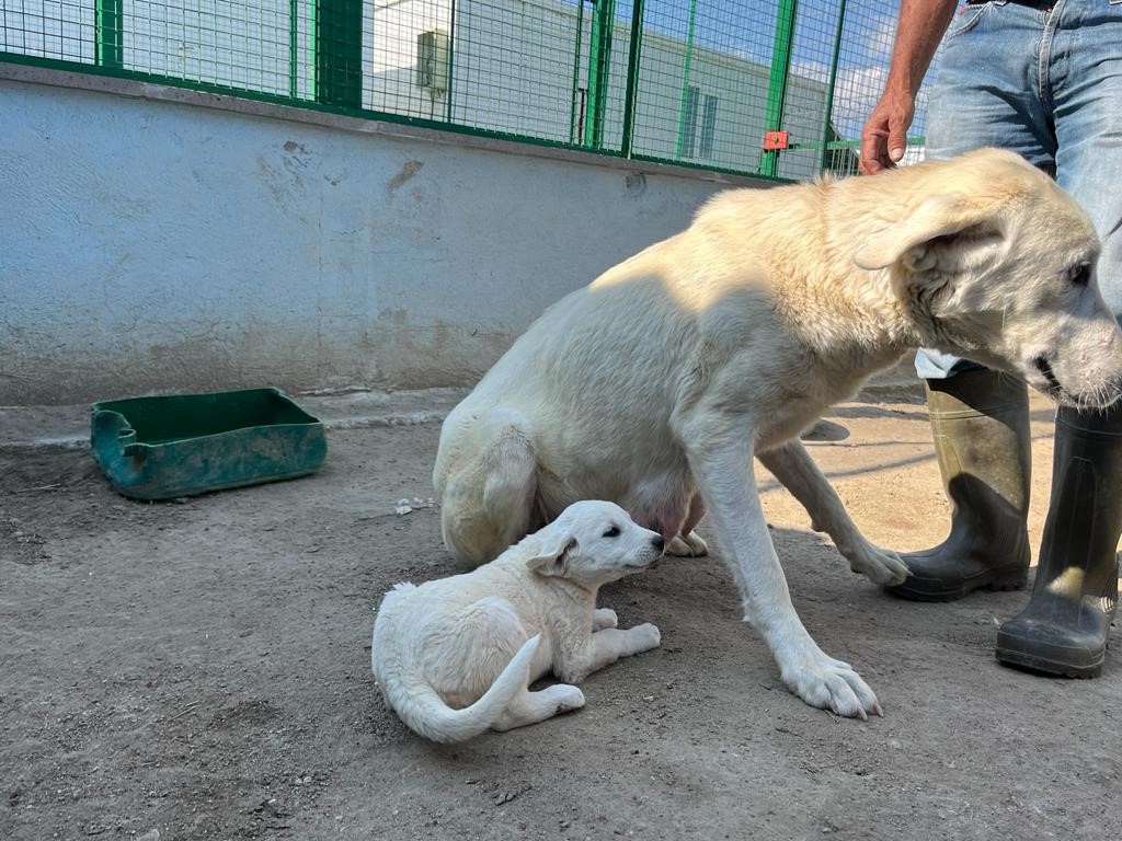 Türkiye'nin Milli Köpeği: Akbaşların Üreme Dönemi Başladı