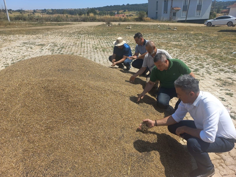 Bilecik'te Kanola Hasadı Arttı