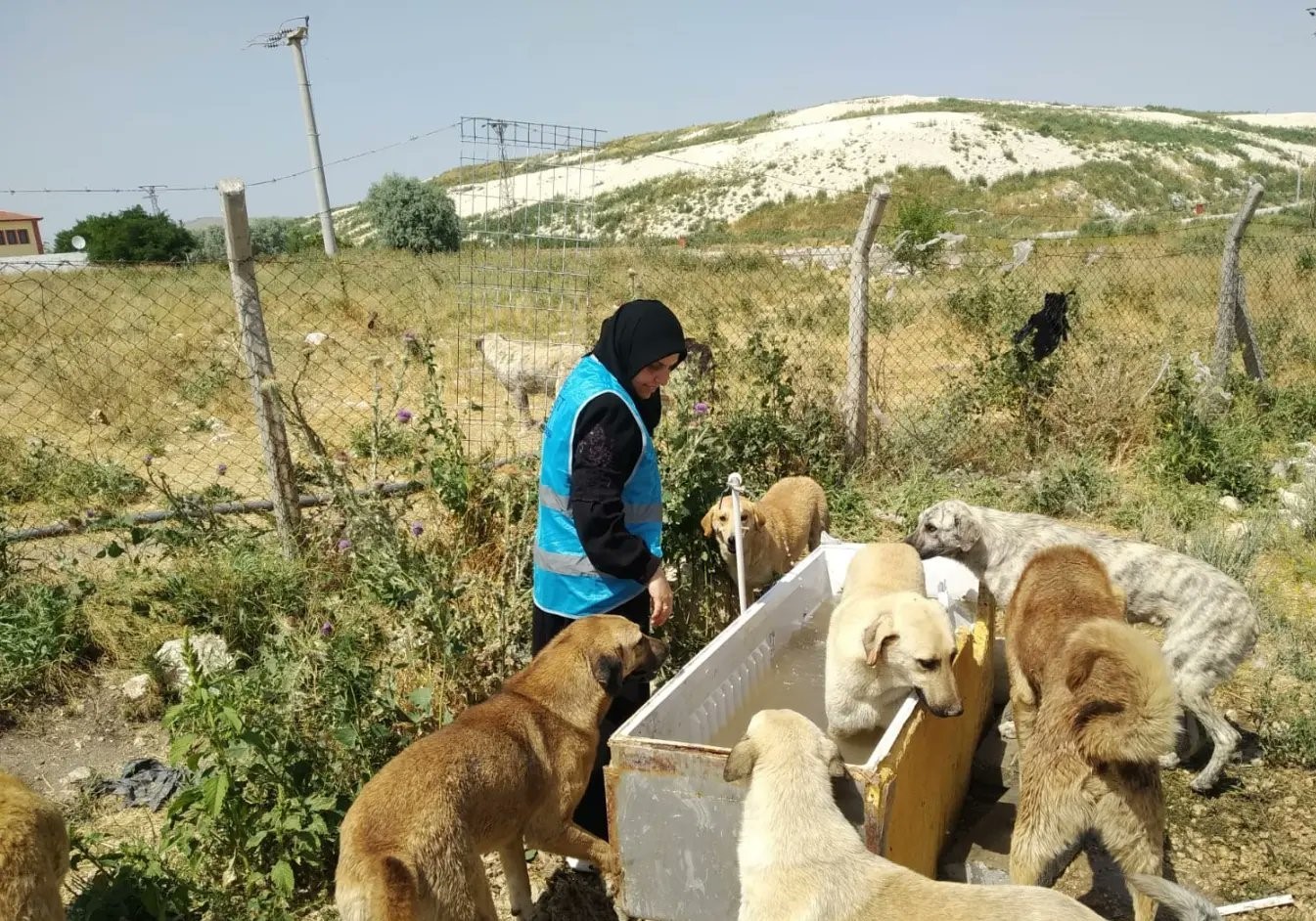 Afyonkarahisar'da kadınlar sokak hayvanlarına su ve mama bıraktı.