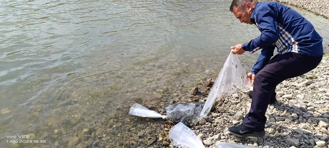 Afyonkarahisar Şuhut'ta Göletlere Yavru Sazan Balığı Salındı