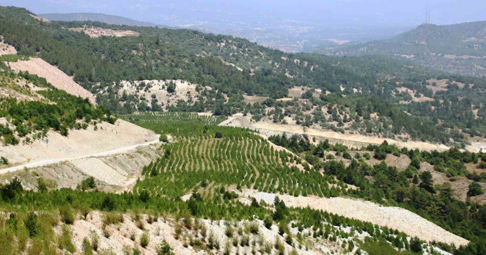 22 hektarlık maden sahasına 78 bin fidan dikildi