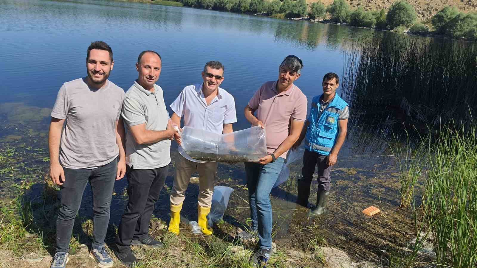 Altıntaş ilçesindeki baraj ve göletlere 150 bin yavru aynalı sazan bırakıldı.