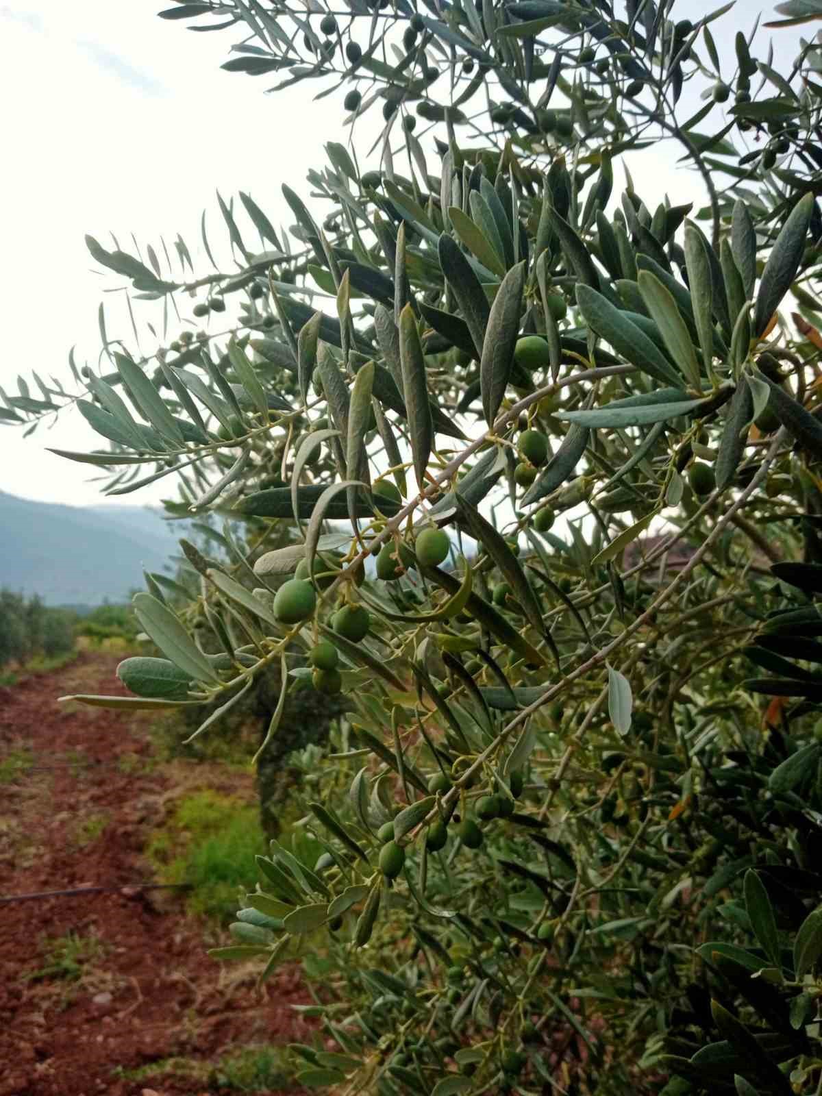 Eskişehir'de Zeytin Hasadında Rekor Beklentisi.