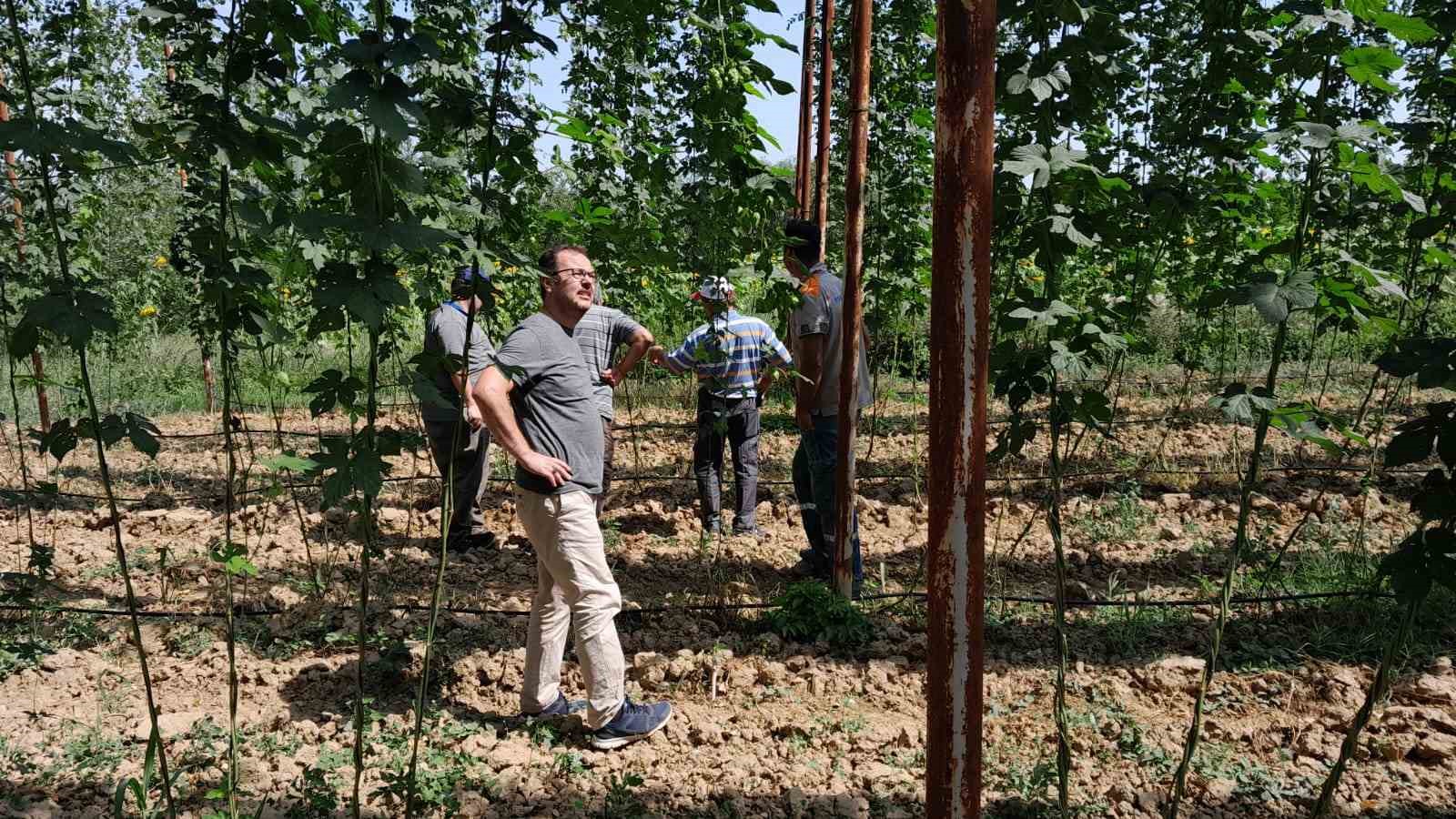 Türkiye'de endüstriyel bitki şerbetçi otu denetlendi