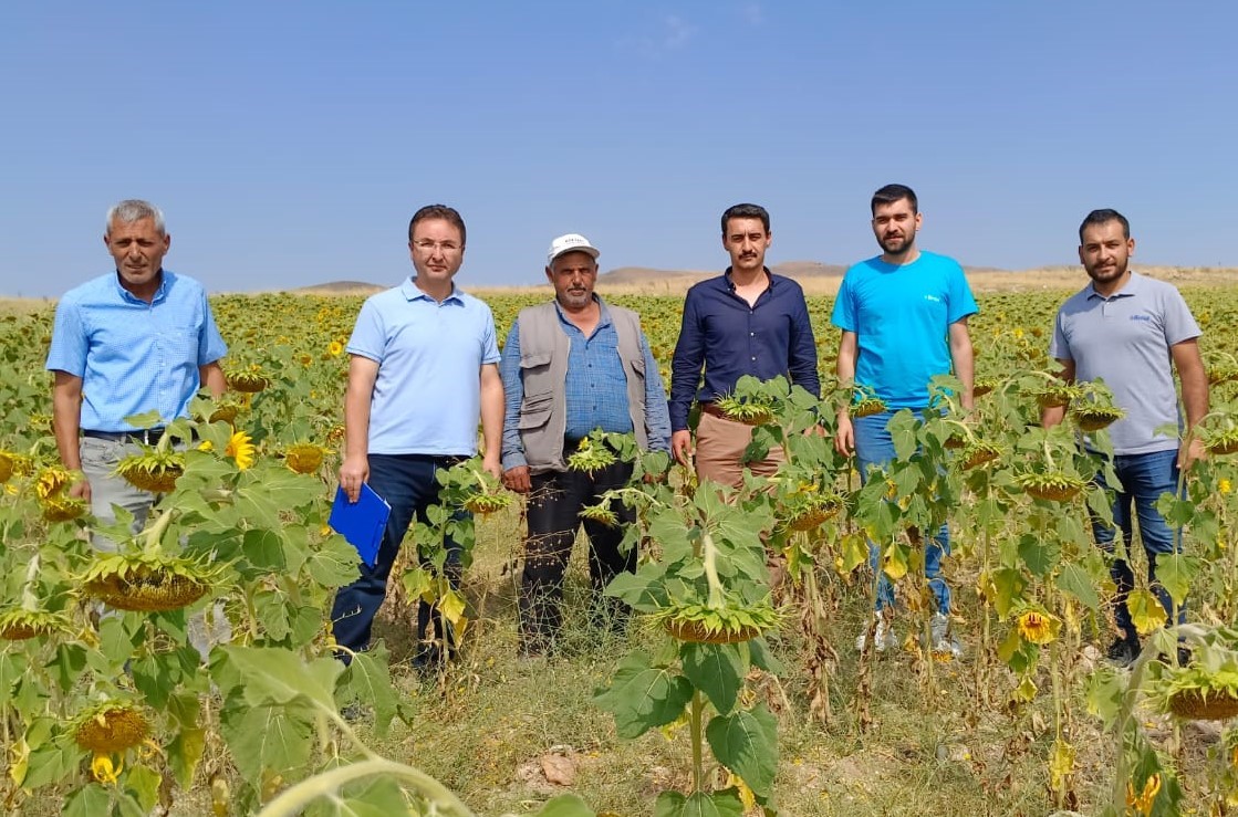 Şuhut'ta Desteklenen Çiftçilerden Verimli Ayçiçeği ve Mısır Ekimi