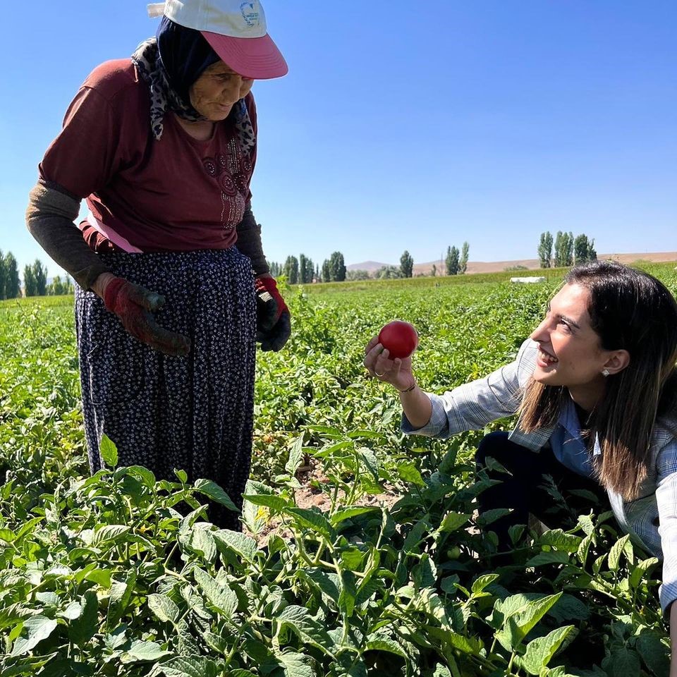 Beylikova Kaymakamı tarlada domates topladı.