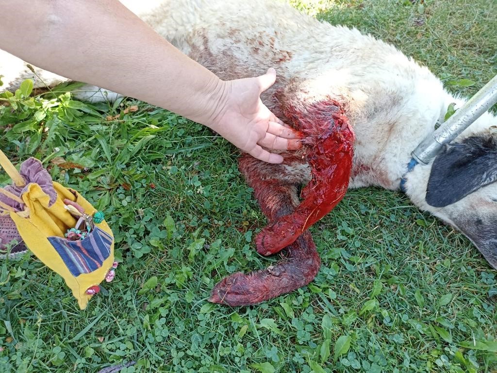 Eskişehir'de köpeğe tüfekle saldırı!