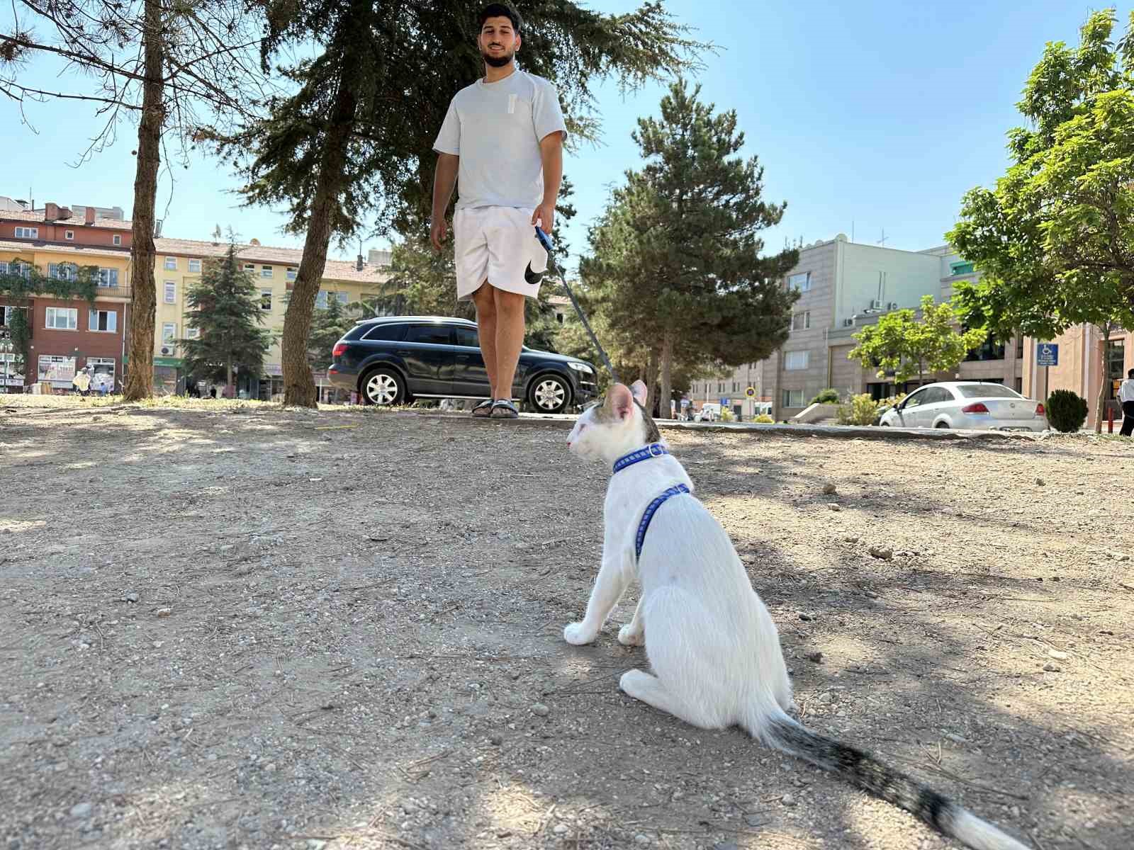 'Eskişehirli 'Lokum' adlı kedi, tasmayla gezmeye alışık olmadığı için vatandaşlardan ilgi görüyor.'