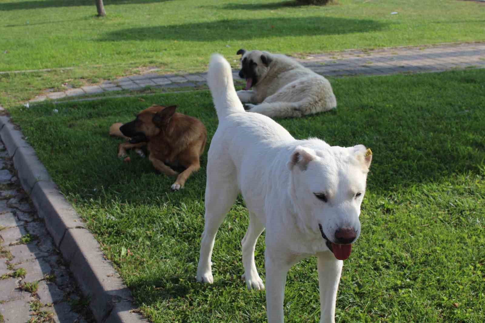 Eskişehir Mahalle Sakinlerinden Başıboş Köpekler İçin Yardım İstiyor