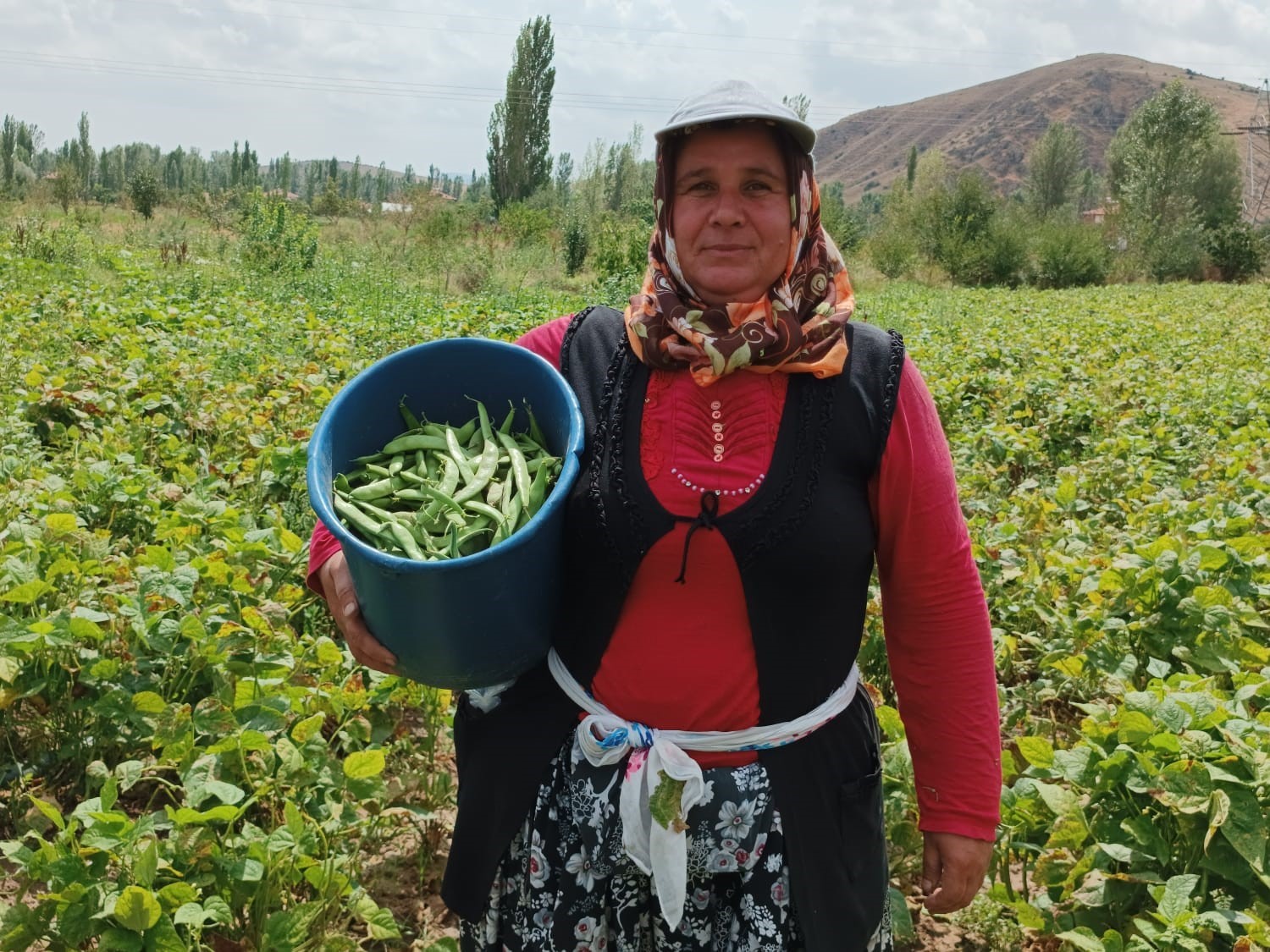 Şuhut Fasulyesi Kilosu 25-30 TL! İşçiler Yevmiyelerinin Artırılmasını İstiyor!