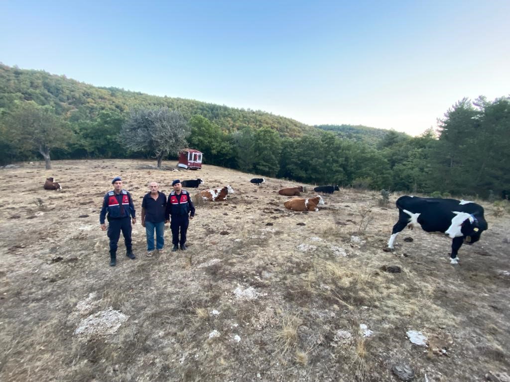 Eskişehir'de Kaybolan 15 Büyükbaş Hayvan Sahiplerine Teslim Edildi