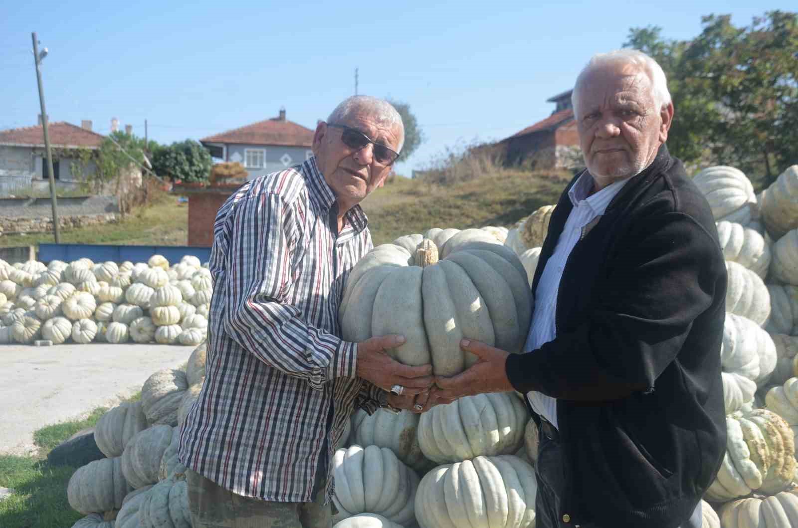 Bilecik'te 20-30 kg ağırlığında kestane kabağı hasadı başladı