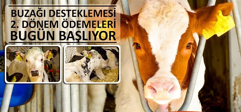 Bakanlık, Büyükbaş Hayvan Yetiştiricilerine Destek Ödemelerini Başlattı.