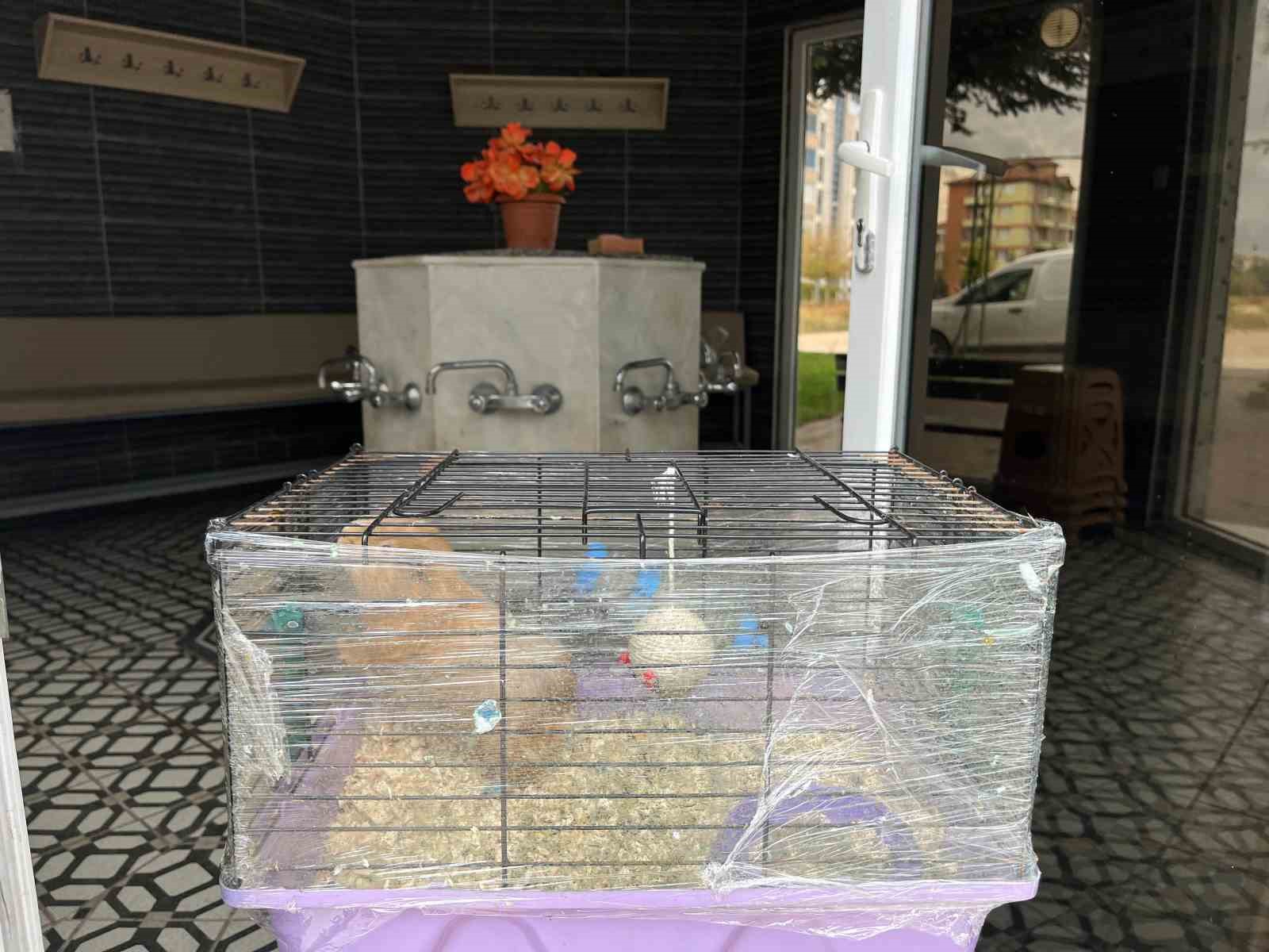 Eskişehir'de cami şadırvanında hamster bırakıldı.