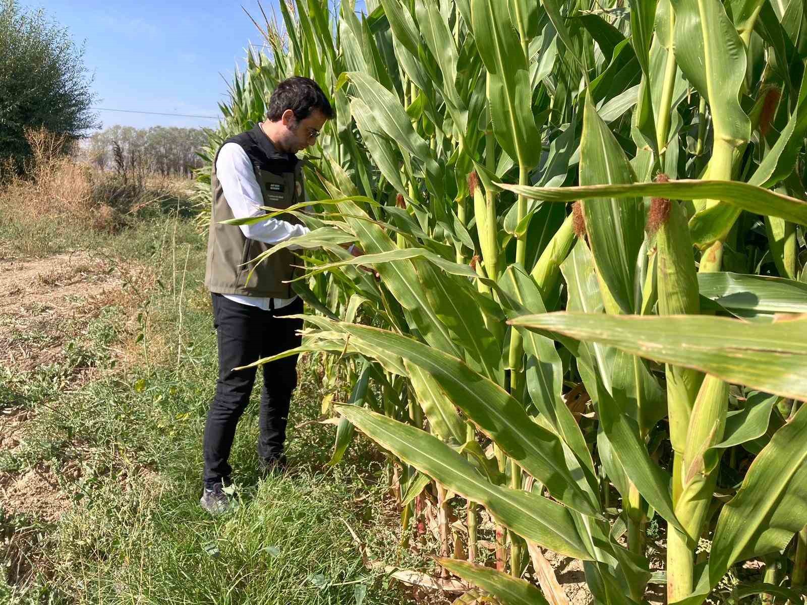 Afyonkarahisar'da güz tırtılının etkileri incelendi.