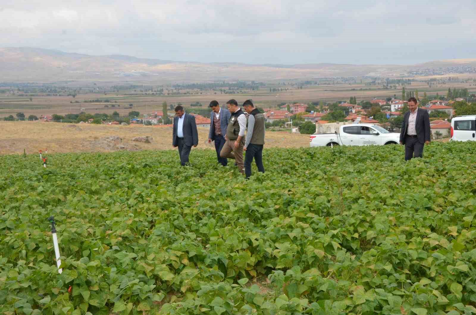 Afyonkarahisar'da Fasulye Hasadı Rekor Kırdı