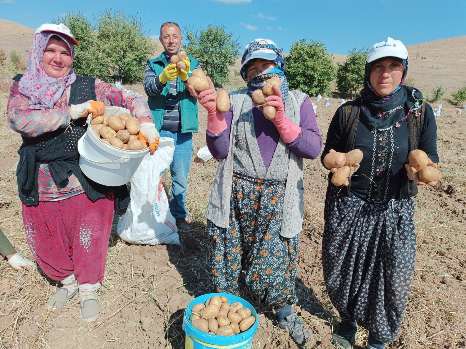 Şuhut'ta Agria cinsi patatesin kilosu 10-13 lira arasında satılıyor