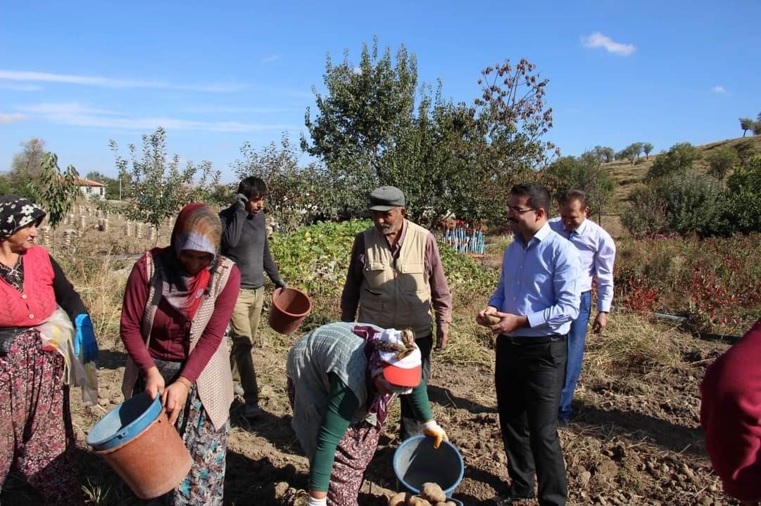 Şuhut'ta Kaymakam Han, Kadın İşçilerle Patates Topladı