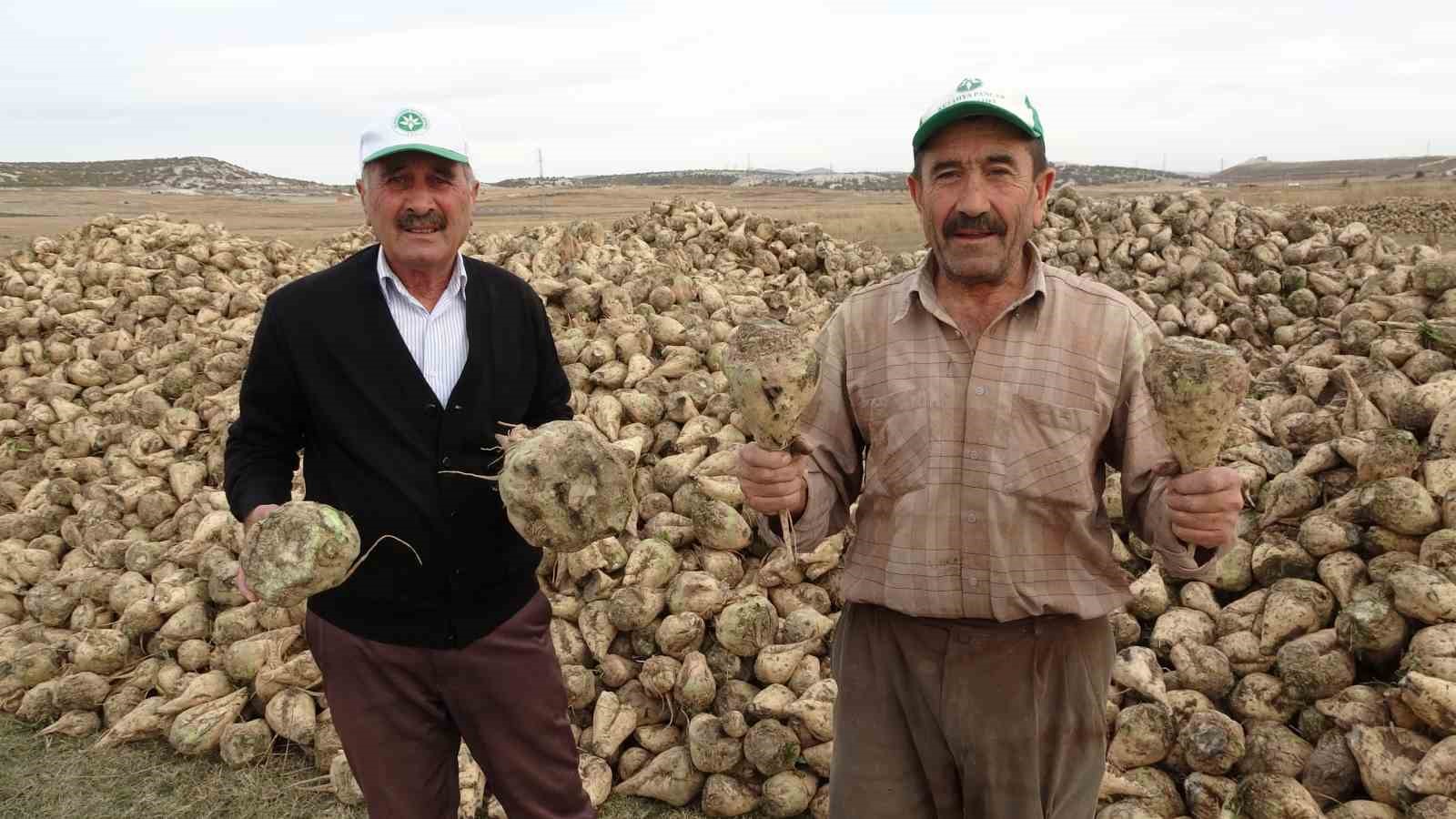 Kütahya'da çiftçiler şeker pancarı hasadına başladı.