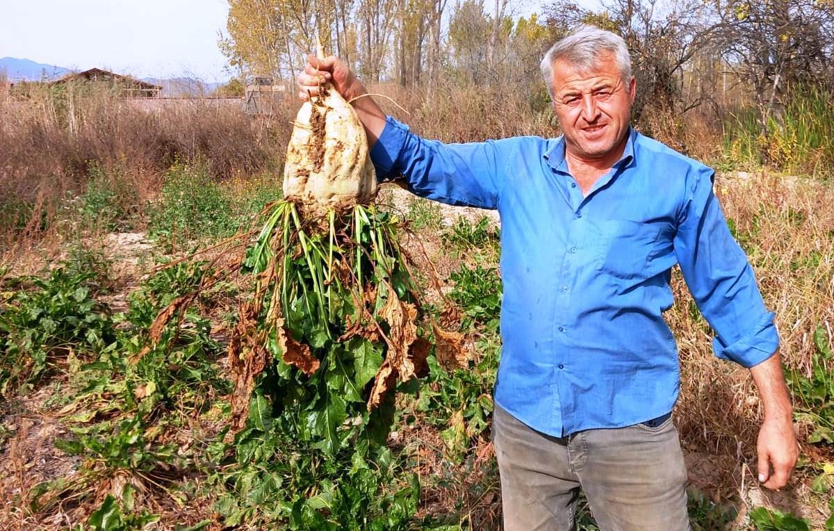 Hisarcık'ta Çiftçiler Şeker Pancarı Söküme Devam Ediyor