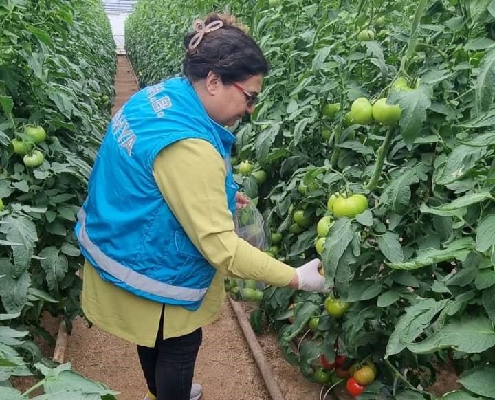 Kütahya'da örtüaltı domateslerde pestisit denetimi yapılıyor