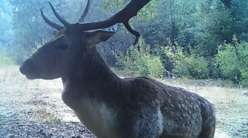 Isparta'da fotokapanlarla alageyiklerin izi sürülüyor