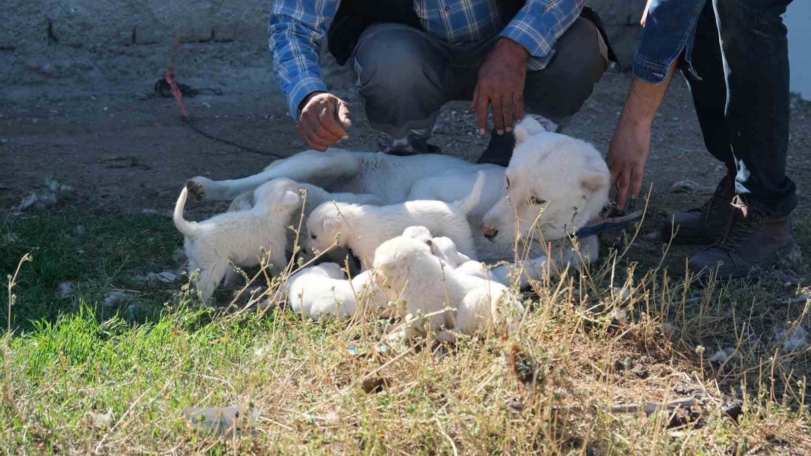 Eskişehirli Köpeğin 8 Yavrusu Oldu