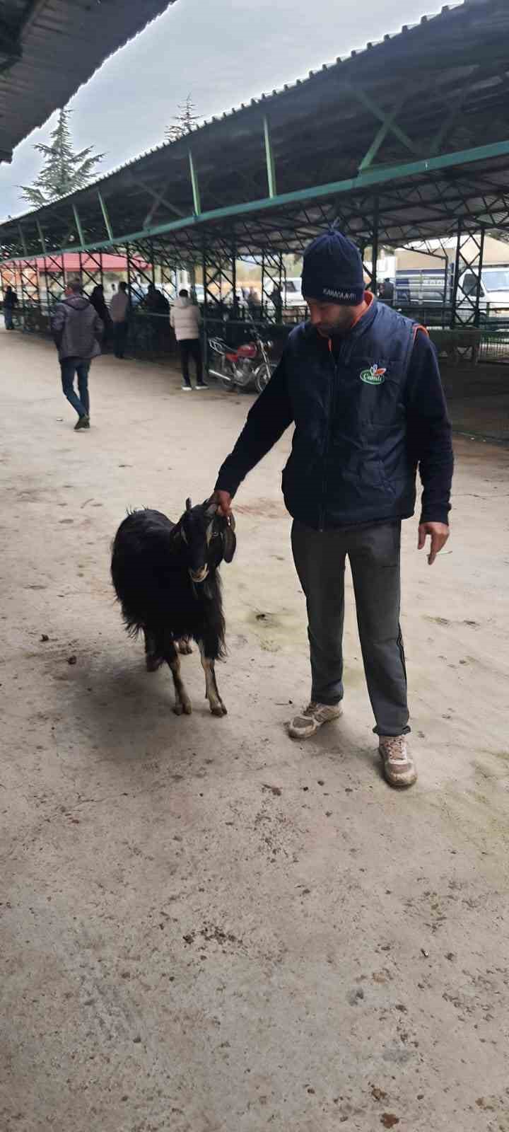 Aksu'da keçi çalıp satan hırsız yakalandı. (8 kelime)