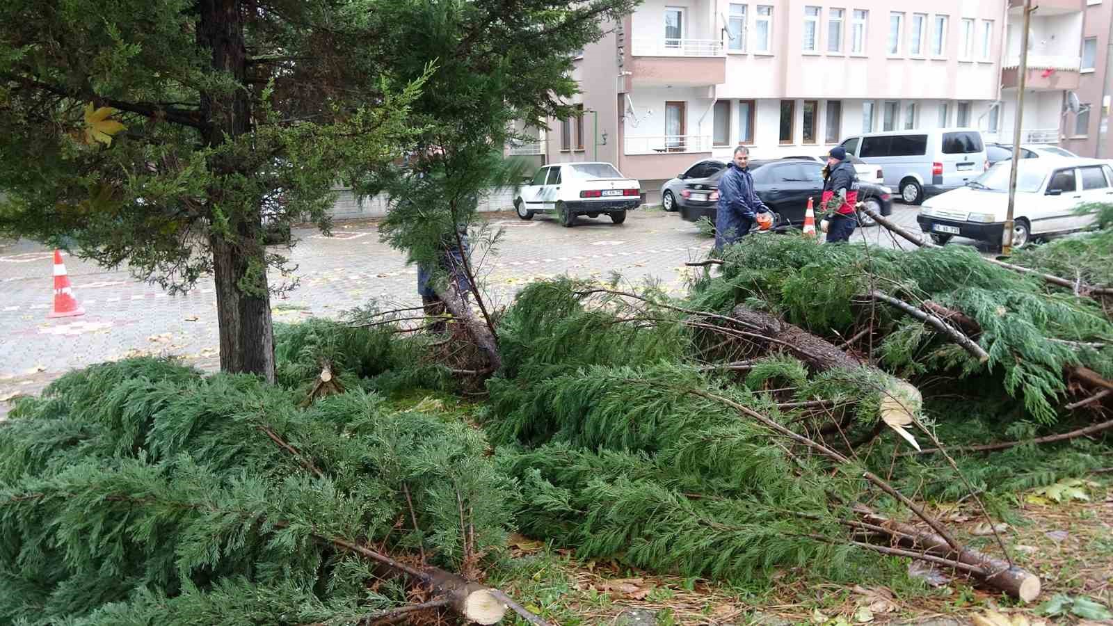 Tavşanlı'da Şiddetli Rüzgarın Etkisi: Ağaç Yola Devrildi