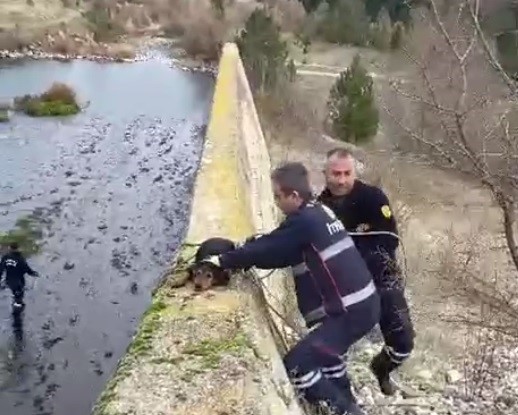 Tavşanlı'da Kayaboğazı Barajı'na düşen köpek kurtarıldı