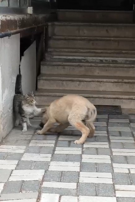 Afyonkarahisar'da Yavru Köpek ile Kedi: Sevgi Dolu Oyun